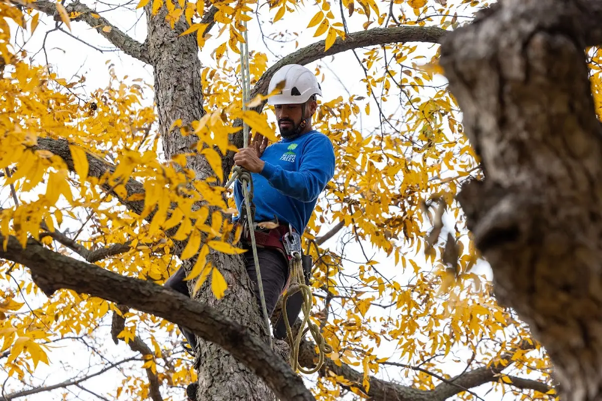 Skilled Tree Transplanting crew working in Rushville